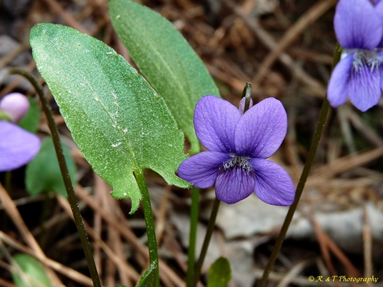 {Viola sagittata}